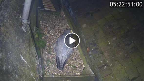peregrine-cam