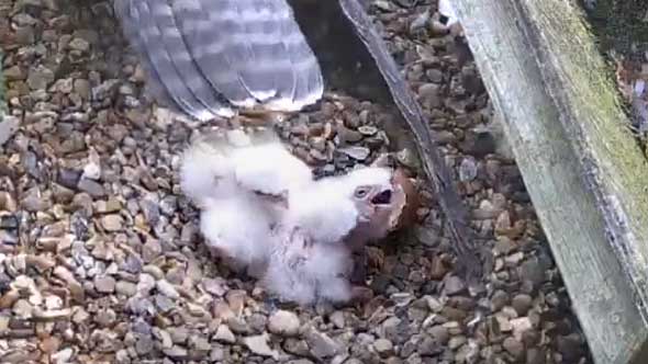 peregrine chicks