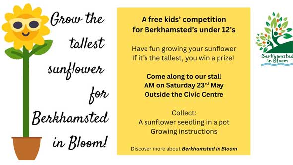 sunflower comp